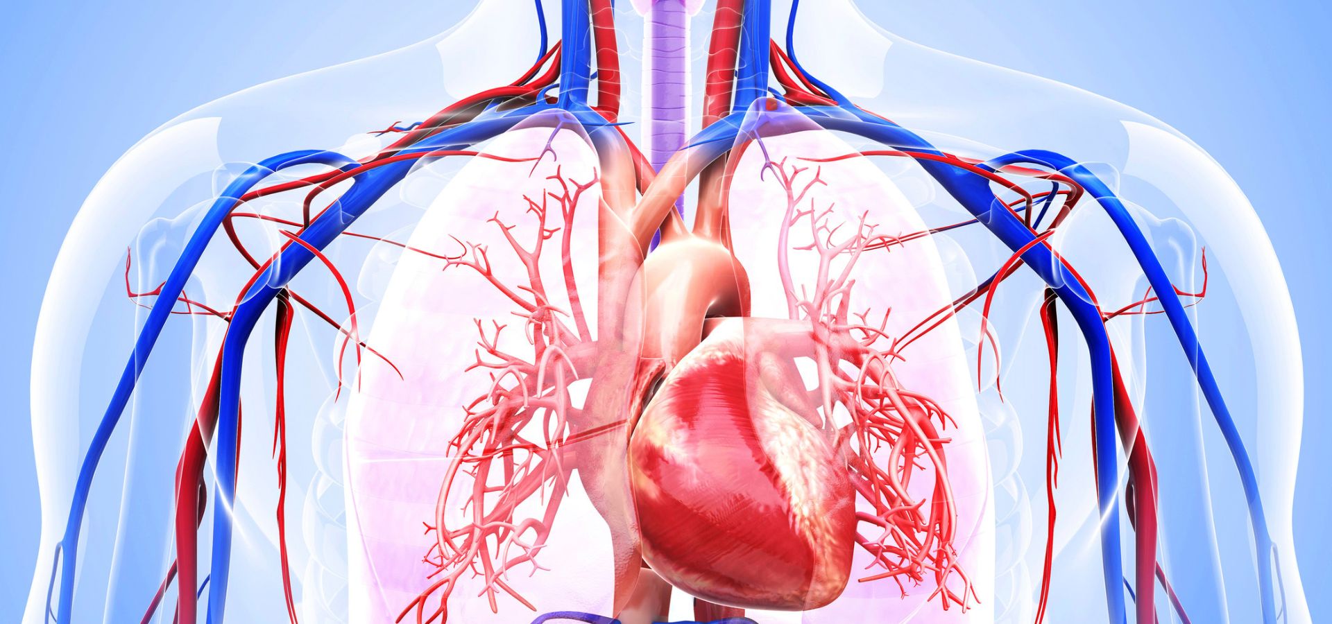 Grasas y el riesgo cardiovascular